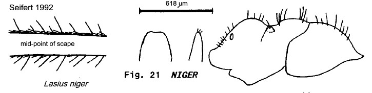 {lasius niger}