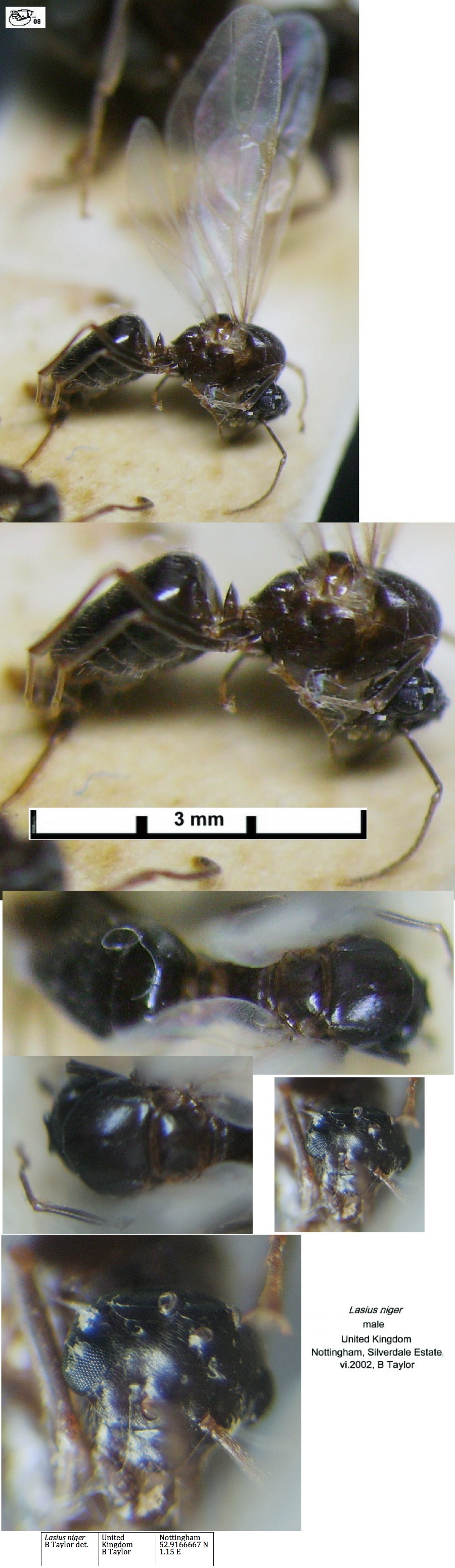 {Lasius niger male}