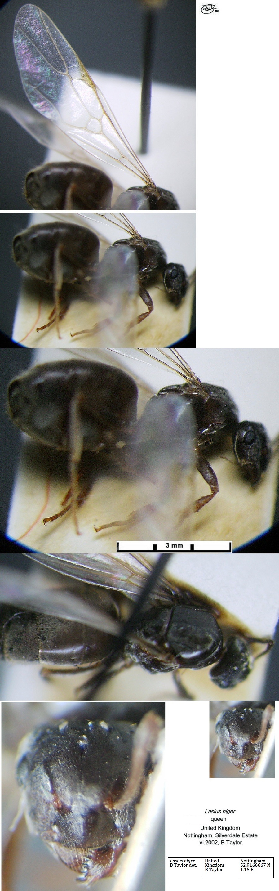 {Lasius niger queen}