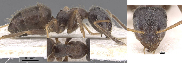 Lasius platythorax