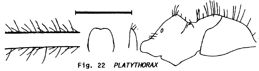 Lasius platythorax