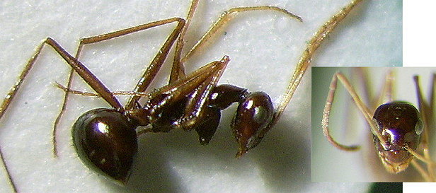 Lepisiota aegyptiaca