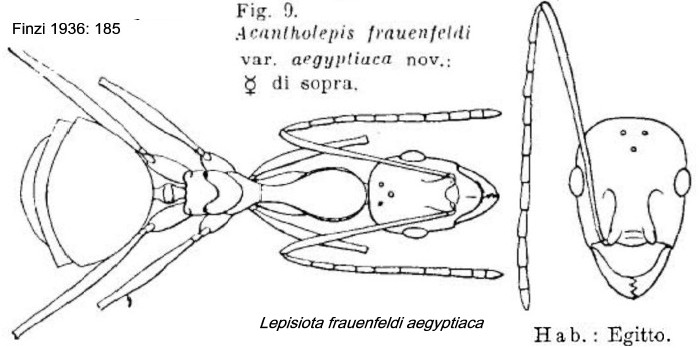 {Lepisiota frauenfeldi aegyptiaca}