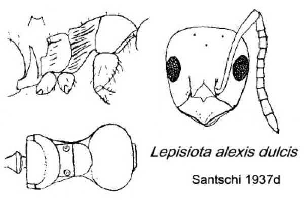 {Lepisiota alexis dulcis}