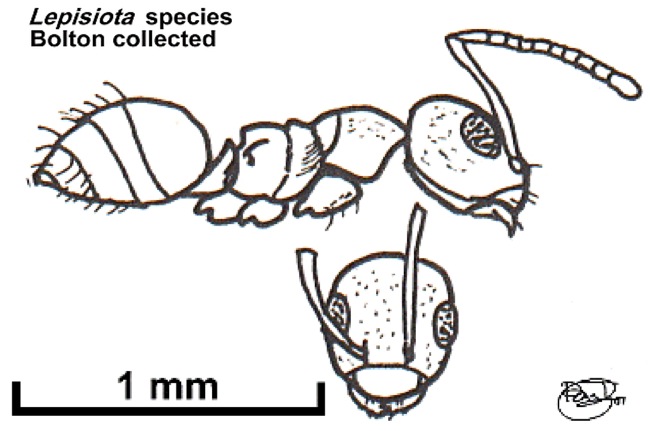 {Lepisiota species}