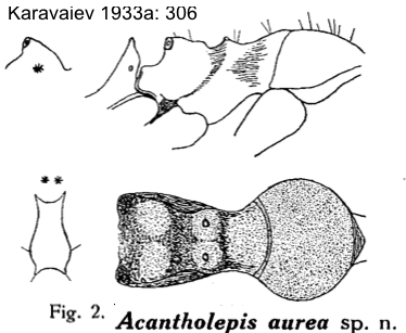 {Lepisiota aurea}