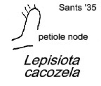 {Lepisiota cacozela petiole }