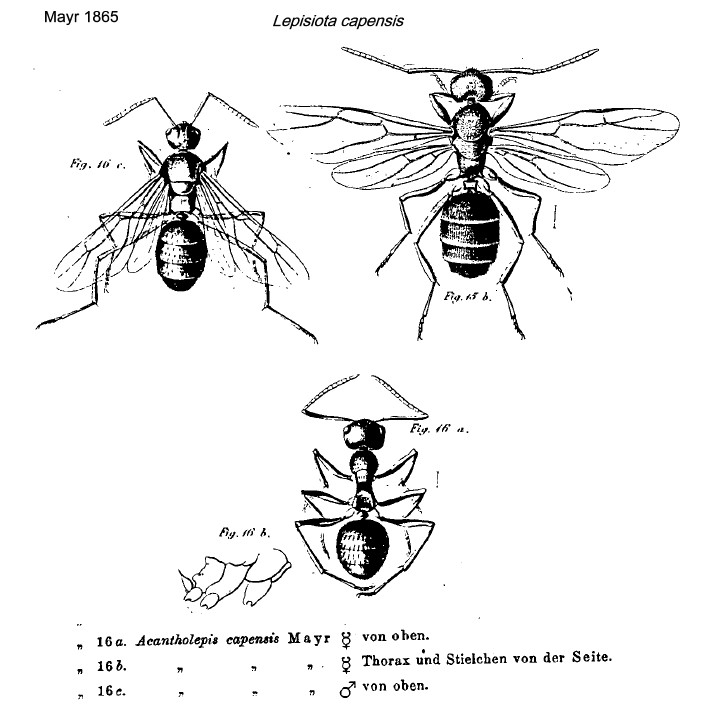 {Lepisiota capensis}