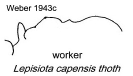 {Lepisiota capensis thoth}