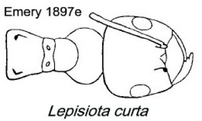 {Lepisiota curta}