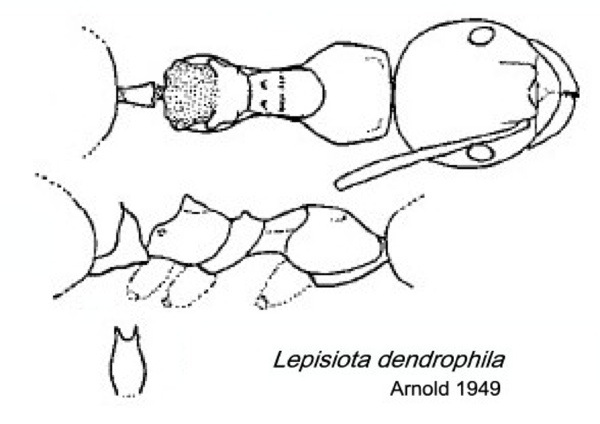 {Lepisiota dendrophila}