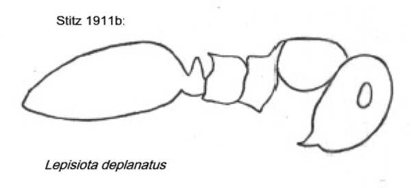 {Lepisiota deplanata}