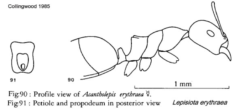 {Lepisiota erythraea}