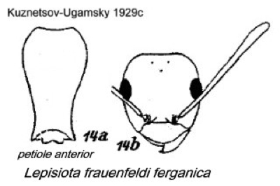 {Lepisiota ferganica}