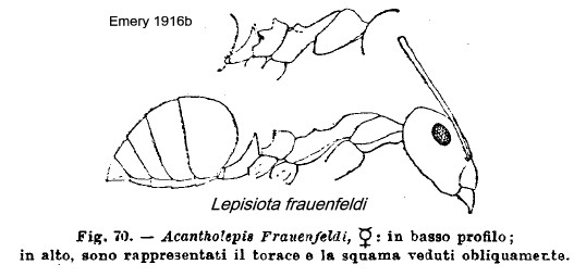 {Lepisiota frauenfeldi}