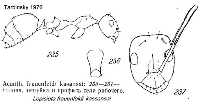 {Lepisiota kassansai}