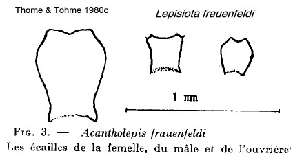 {Lepisiota frauenfeldi petioles}