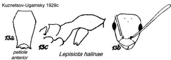 {Lepisiota halinae}