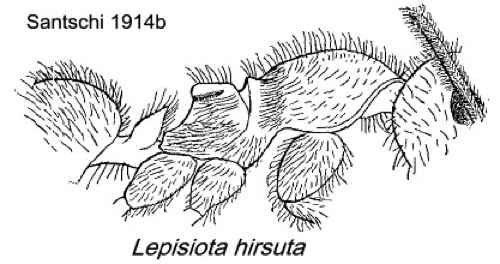 {Lepisiota hirsuta}