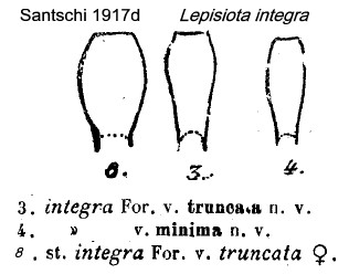 {Lepisiota integra group}