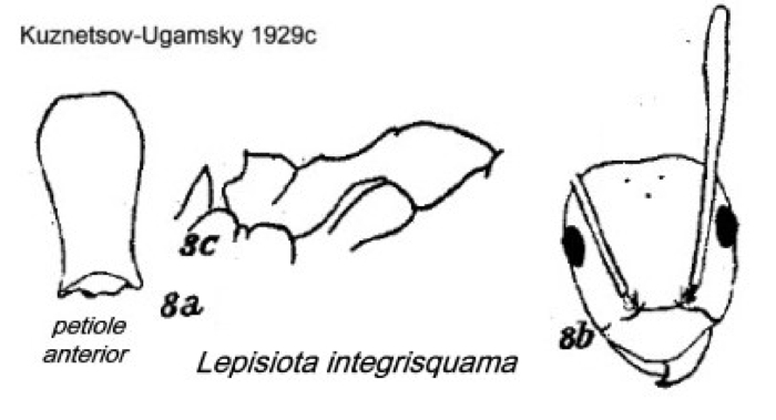 Lepisiota integrisquama