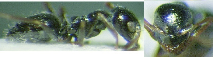 Lepisiota laevis