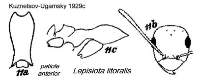 {Lepisiota karawaiewi}