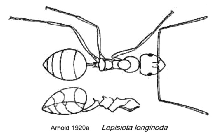 {Lepisiota longinoda}