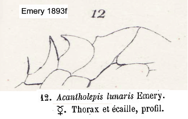 Lepisiota lunaris