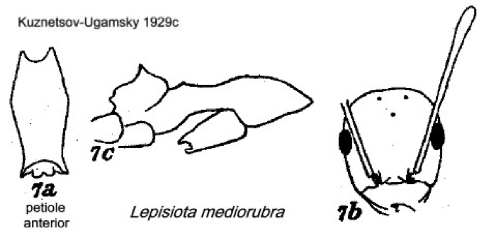 {Lepisiota mediorubra