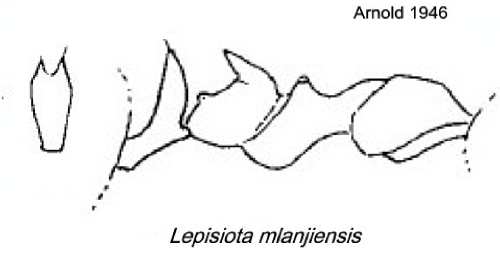 {Lepisiota mlanjiensis}