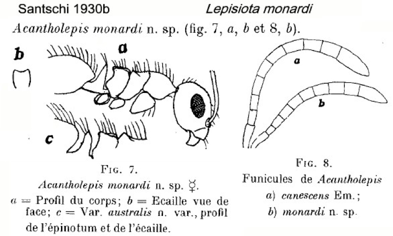 {Lepisiota monardi}