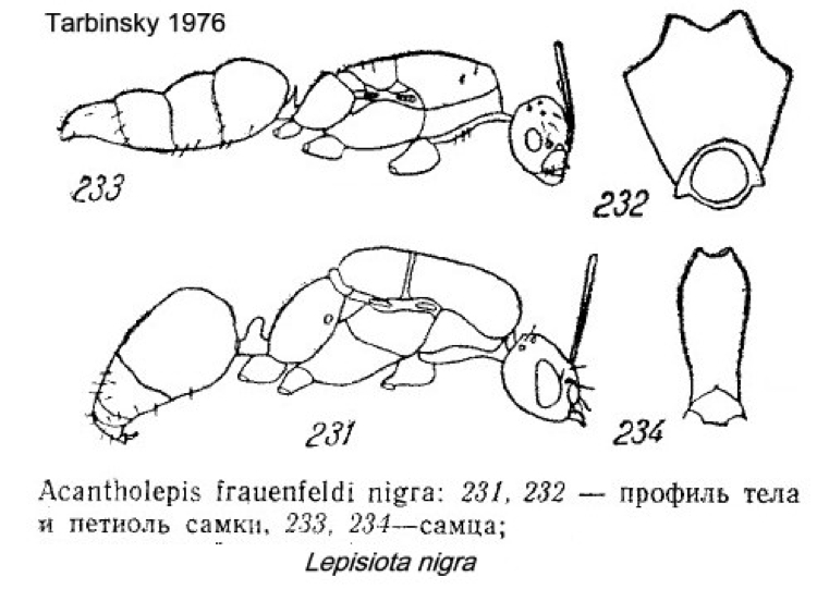 {Lepisiota nigra sexual stages}