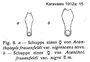 Lepisiota nigra petiole