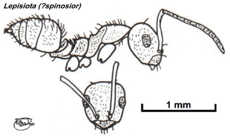 {Lepisota species undet 2}