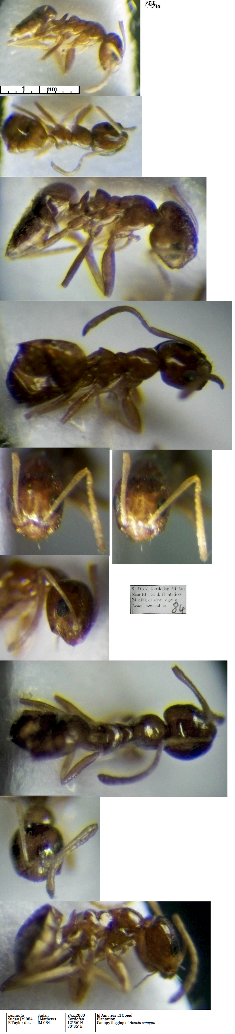 Lepisiota nsp Sudan JM 084_02