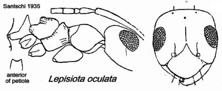 {Lepisiota oculata}