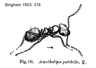 Lepisiota opaca pulchella