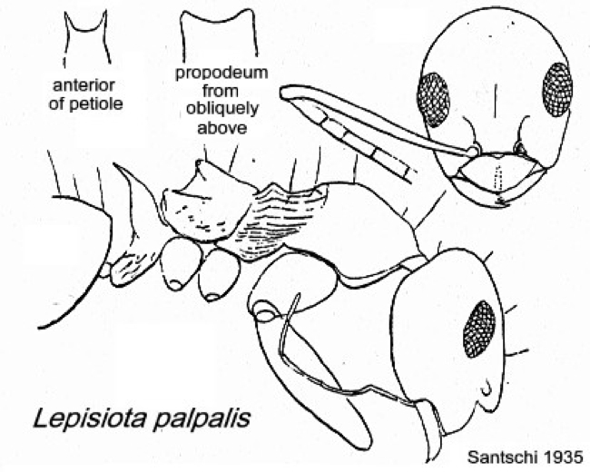 Lepisiota palpalis