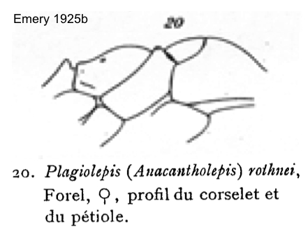 Lepisiota rothneyi