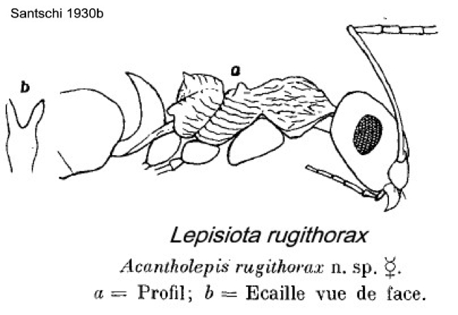 {Lepisiota quadraticeps}