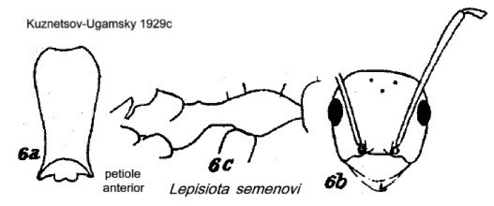 {Lepisiota semenovi}