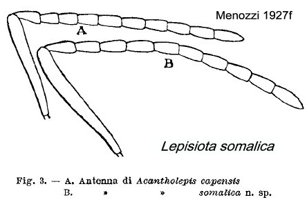 {Lepisiota somalica antenna}