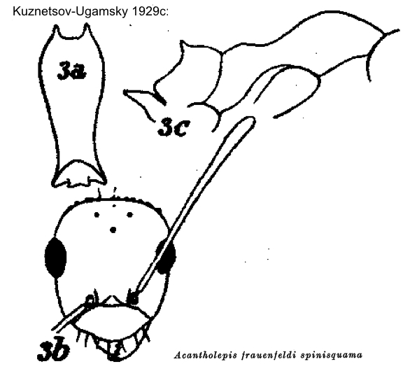 {Lepisiota spinisquama}