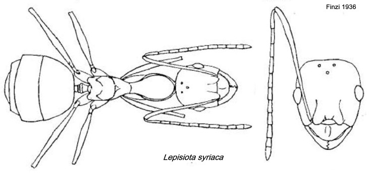 {Lepisiota syriaca}