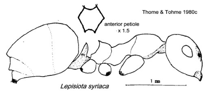 {Lepisiota syriaca}