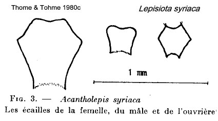 {Lepisiota syriaca petioles}