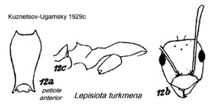 {Lepisiota turkmena}