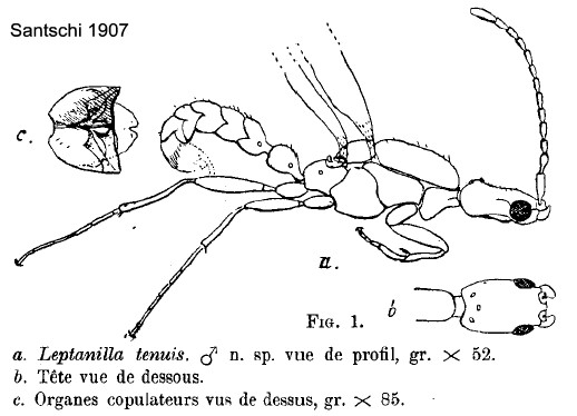 {Leptanilla tenuis male}