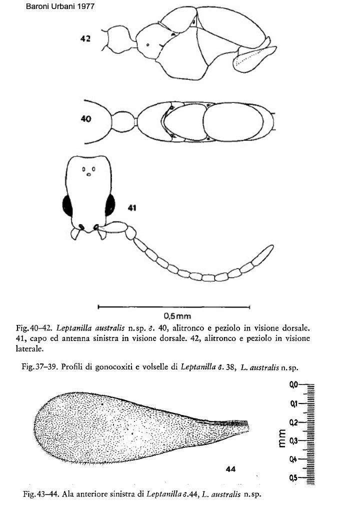 Leptanilla australis male